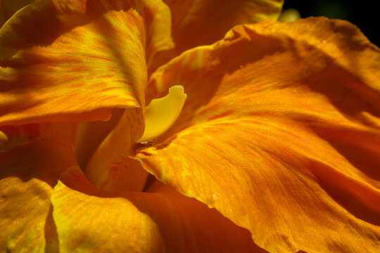 Yellow canna lily flower petals abstract macro texture background