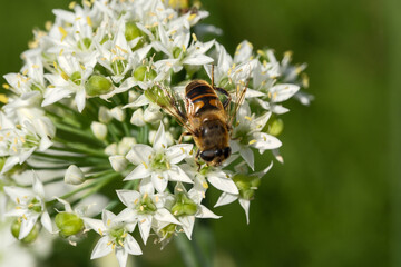 Hoverfly mimic bee collecting nectar on white allium flowers closeup © aviavlad