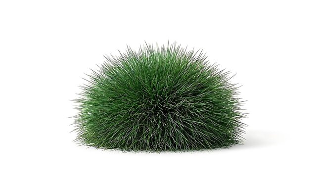 A close-up isolated view of Festuca gautieri, an ornamental bearberry grass with dense green foliage perfectly shaped for landscaping and garden design