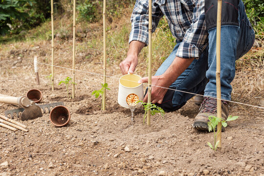 Close-up of a farmer's hands watering a tomato plant in an organic field with an old metal watering can. Garden work in spring. Traditional agriculture.