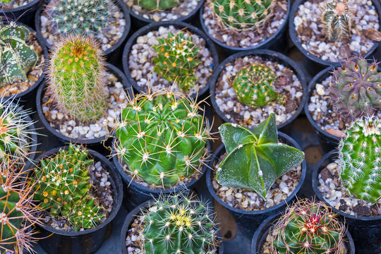 Small cactus plants inside plastic pots in home garden