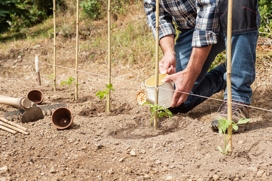 Close-up of a farmer's hands watering a tomato plant in an organic field with an old metal watering can. Garden work in spring. Traditional agriculture.