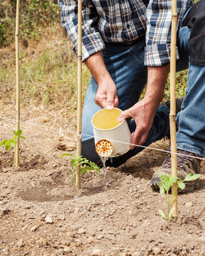 Close-up of a farmer's hands watering a tomato plant in an organic field with an old metal watering can. Garden work in spring. Traditional agriculture.