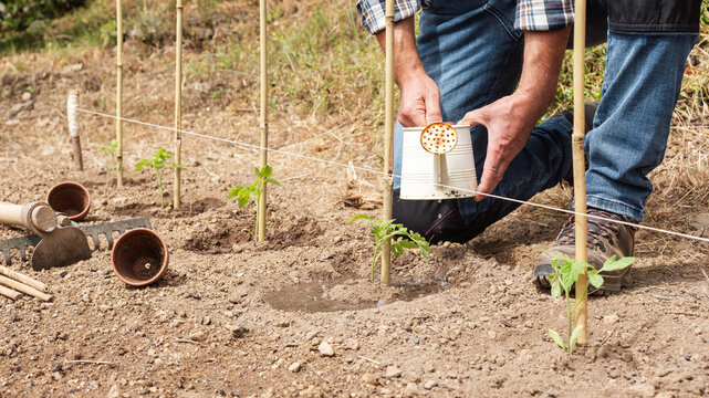 Close-up of a farmer's hands watering a tomato plant in an organic field with an old metal watering can. Garden work in spring. Traditional agriculture.