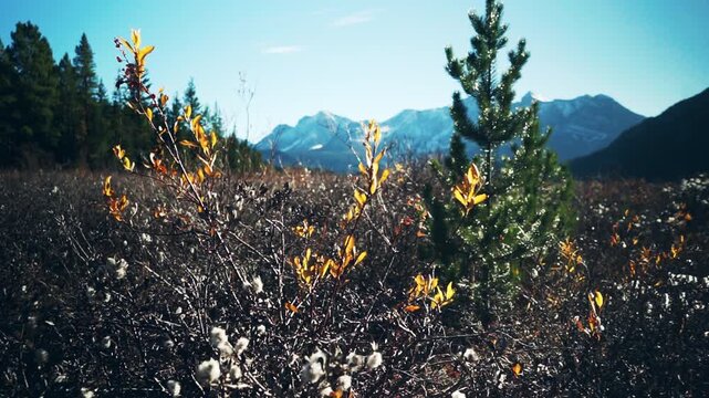 Snow-capped Rocky Mountains with turquoise lake and autumn foliage in wide establishing shot