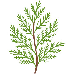 Cedar branch clipart, green cypress evergreen foliage sprig, winter holiday christmas botanical plant design element isolated on white background. © biby fantie
