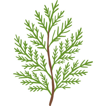 Cedar branch clipart, green cypress evergreen foliage sprig, winter holiday christmas botanical plant design element isolated on white background.