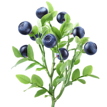 Leafy bilberry branch bearing multiple ripe blue berries isolated on transparent background.