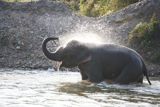 Asian elephant bathing in Thailand