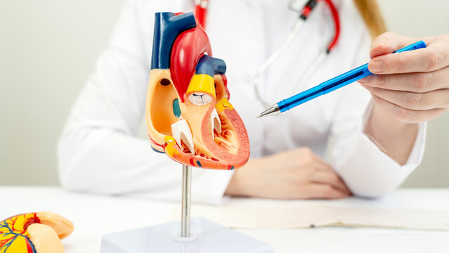 Medical professional points at heart model with pen