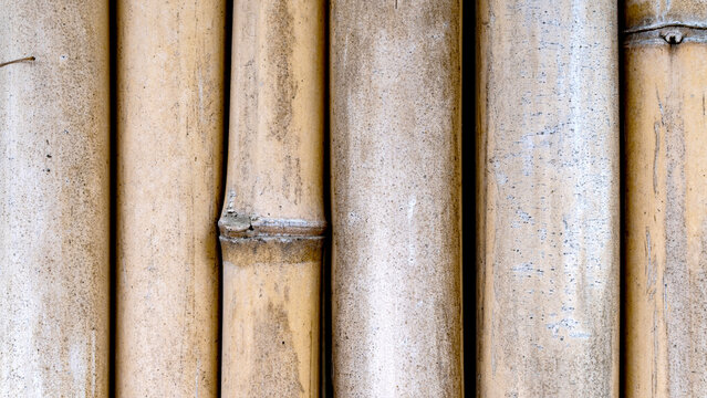 Vertical bamboo stalks stand close together