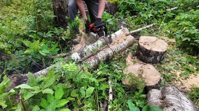 Worker cuts a tree trunk with a chainsaw in a forest clearing, arborist service, wood processing, forestry maintenance, outdoor labor.
