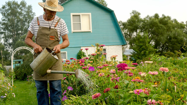 Senior gardener waters vibrant zinnias with a metal watering can
