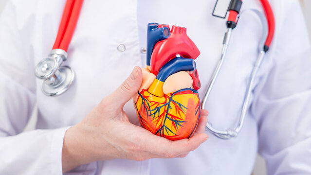 Doctor holds heart model, stethoscope around neck