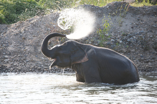 Asian elephant bathing in Thailand