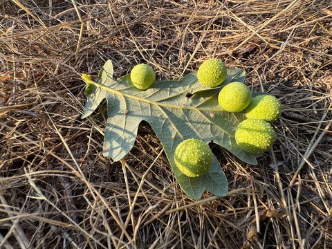 A fallen oak leaf covered with spherical green oak galls resting on dry golden grass, highlighting natural forest details and botanical features.