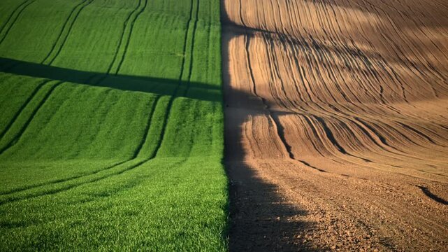 View of a hillside field split between young green wheat and ploughed brown soil, South Moravia, Czech Republic