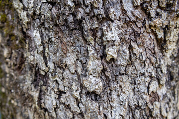 Fototapeta premium Macro view of textured tree bark with deep grooves, flaky layers and earthy gray brown colors, highlighting natural patterns and rugged outdoor surfaces.