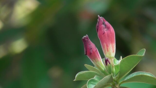Dark Red and Black Adenium Flower Bud