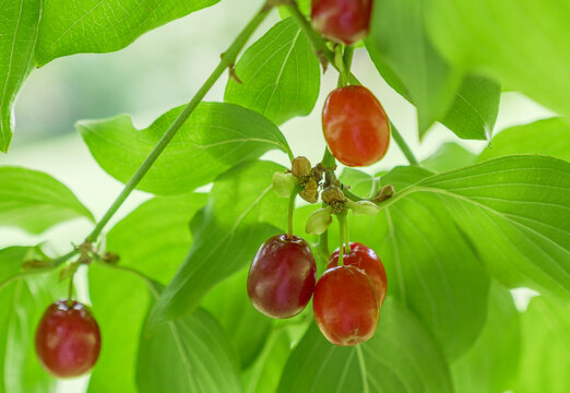 Reife rote Kornelkirschen (Cornus mas), gr&uuml;ne Bl&auml;tter, Bayern Deutschland