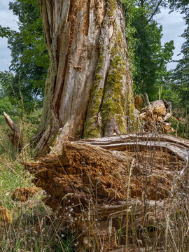 Abgestorbene Eiche, Totholz, Auswirkung von Trockenheit, Klimawandel, Bernried, Bayern, Deutschland