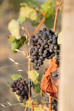 Ripe red wine grapes growing on a vine in the Alto Douro wine region, Portugal