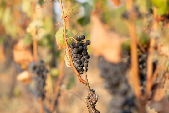 Ripe red wine grapes growing on a vine in the Alto Douro wine region, Portugal
