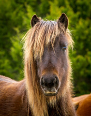 portrait of a wild brown horse © Robert