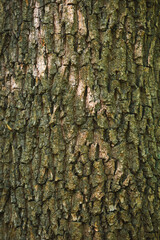 Fototapeta premium Detailed Vertical Close-Up Texture of Rough Oak Tree Bark