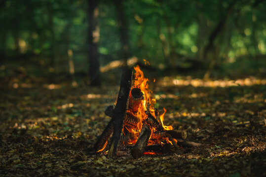 Small Campfire Burning in Forest Clearing