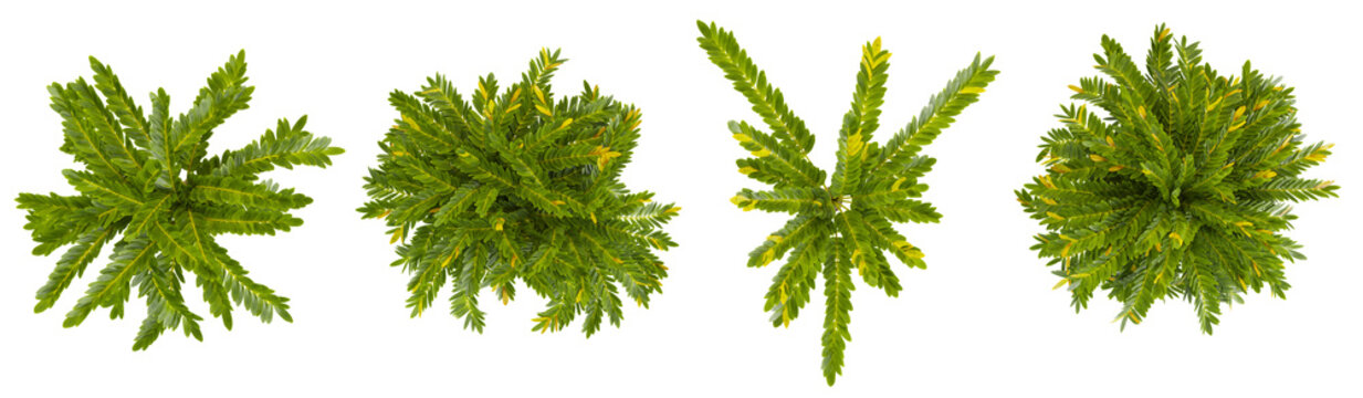 Set of Zamia trees on transparent background from the top view