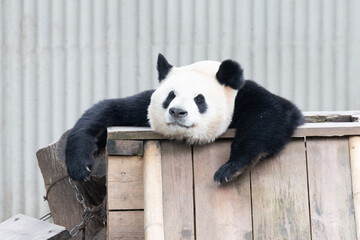 Female Giant Panda, Hao Qi, Resting Chin on Wooden Structure © foreverhappy