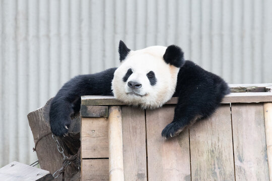 Female Giant Panda, Hao Qi, Resting Chin on Wooden Structure