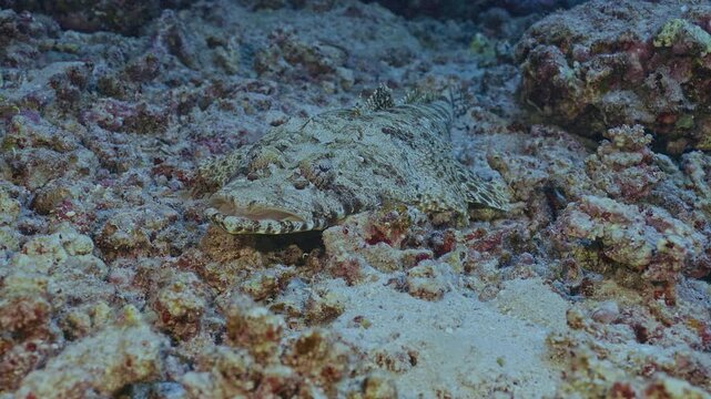 Broadhead flathead fish in ambush position.