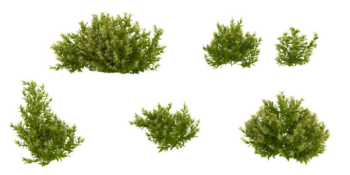 3d illustration of Cestrum plants on transparent background