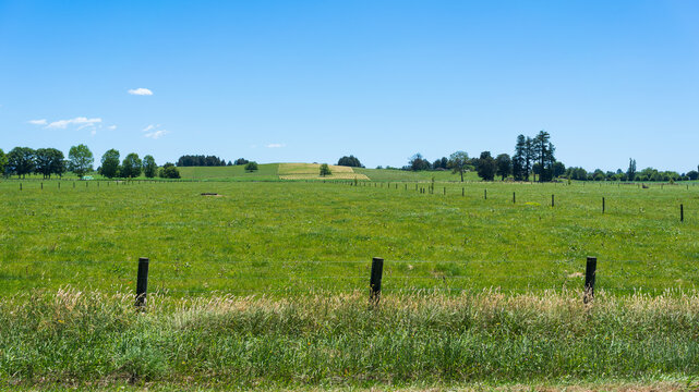 Green Pasture and Fenced Farmland in Waikato