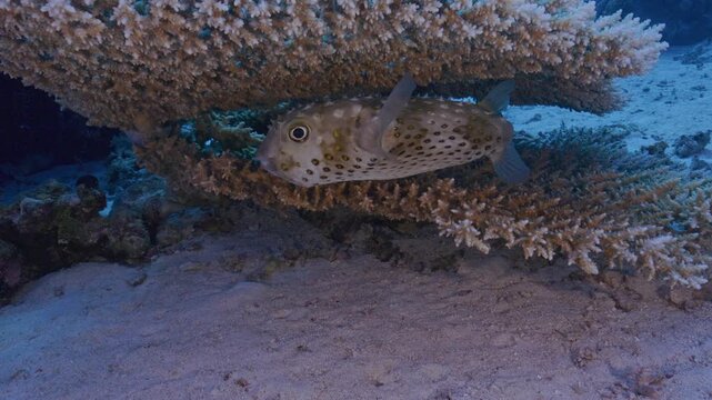 Puffer fish hiding under staghorn coral.