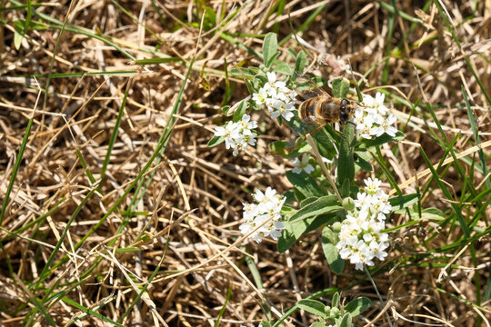 Hoverfly mimic bee sitting on sweet alyssum white flowers closeup