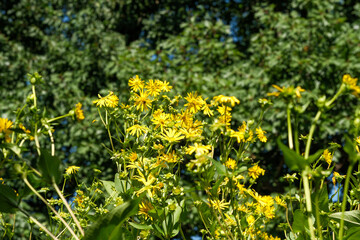 Obraz premium Tall cup plant blooming yellow flowers in summer field