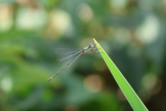 the willow emerald damselfly (Chalcolestes viridis)