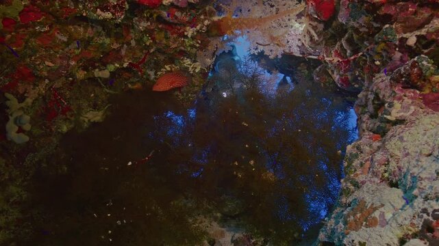  Scuba diver looks at black coral in cut out.