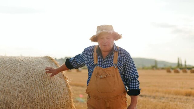 Senior agricultural worker touching a hay bale in the golden field.
