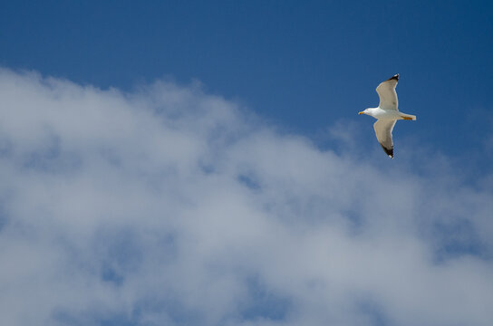 A single white and grey seagull soaring with open wings through a bright blue sky with fluffy white clouds on a sunny day on the coast of Tunisia.