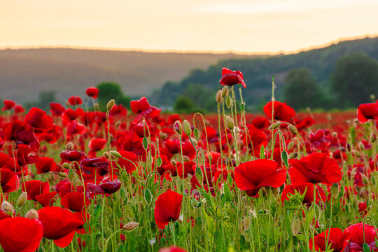 red poppy field at dusk. countryside summer landscape of transcarpathia. red blooming flowers in the rural valley
