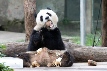 Giant Panda, Mang Can Can, Sitting and Eating Bamboo Shoot © foreverhappy