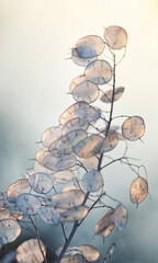 Miesiącznica roczna (Lunaria annua) z półprzezroczystymi łuszczynami w miękkim świetle, gałąź z suchymi nasionami judaszowych srebrników jako jesienna lub zimowa dekoracja roślinna.. © mycatherina