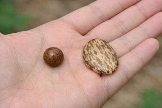 A person holds various types of seeds and nuts, great for illustrations about nature, gardening or environmental topics