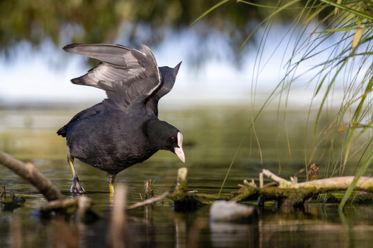 A common coot (Fulica atra) standing in calm, green water, side view to the camera lens and waving its wings on a sunny summer evening. Wildlife photography with copy space.