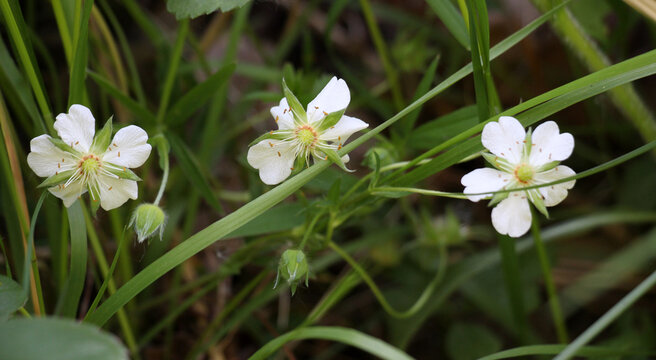 White cinquefoil (Potentilla alba) blooming in nature