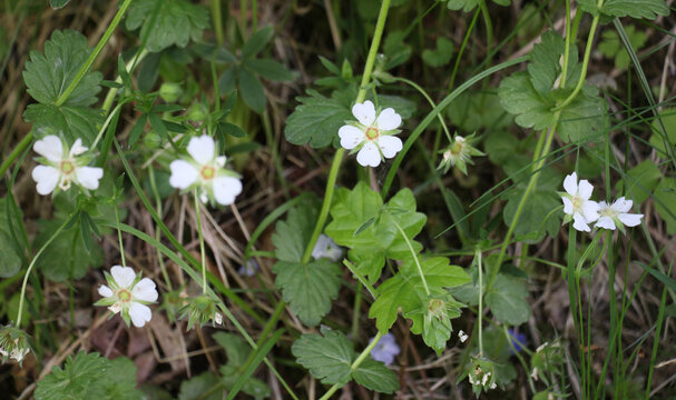 White cinquefoil (Potentilla alba) blooming in nature
